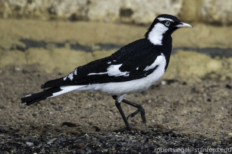 magpie lark